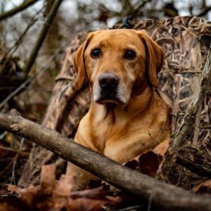 hrretrievers.com-gundog-trainer-1002