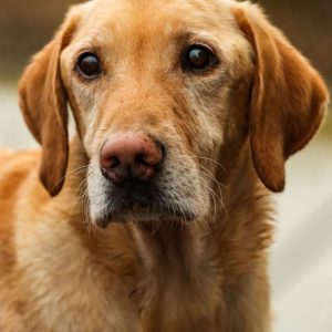 hrretrievers.com-gundog-trainer-1005