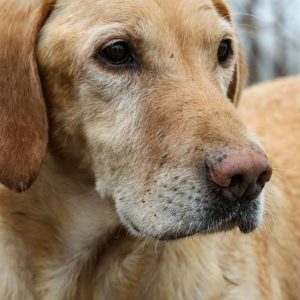 hrretrievers.com-gundog-trainer-1009