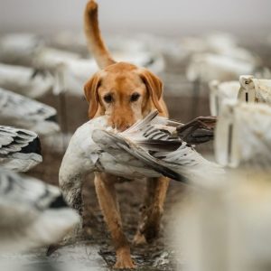 hrretrievers.com-gundog-trainer-1011