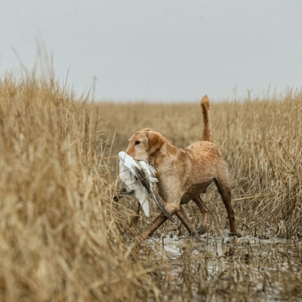 hrretrievers.com-gundog-trainer-1024