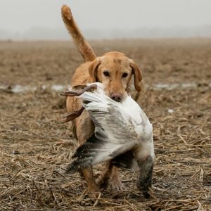 hrretrievers.com-gundog-trainer-1028