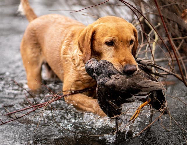 hrretrievers.com-gundog-trainer-1033