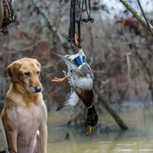 hrretrievers.com-gundog-trainer-1037