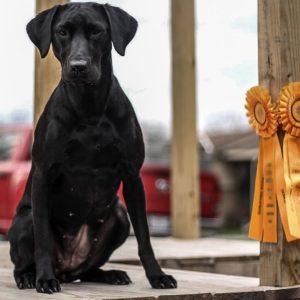 hrretrievers.com-gundog-trainer-1039