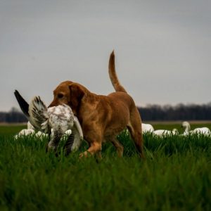 hrretrievers.com-gundog-trainer-1047