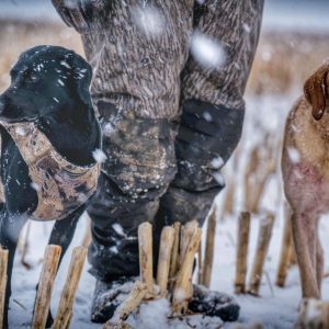 hrretrievers.com-gundog-trainer-1051