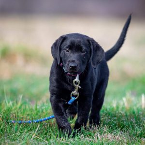 hrretrievers.com-gundog-trainer-1055