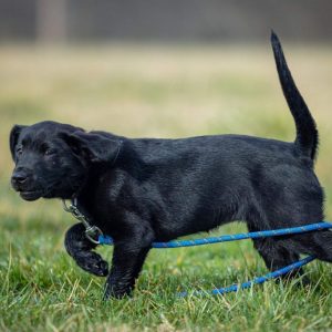 hrretrievers.com-gundog-trainer-1056