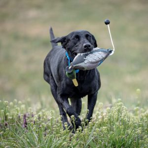 hrretrievers.com-gundog-trainer-1062