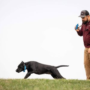 hrretrievers.com-gundog-trainer-1068