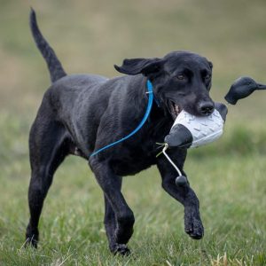 hrretrievers.com-gundog-trainer-1075