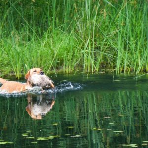 hrretrievers.com-gundog-trainer-1077