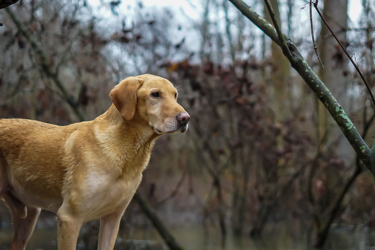 hrretrievers.com-about_us-about_cane