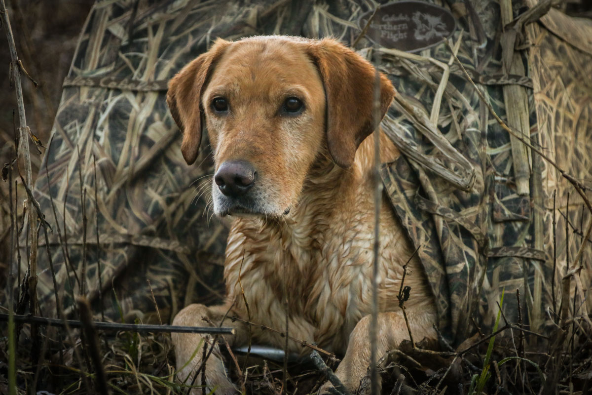 hrretrievers.com-services-basic_gundog