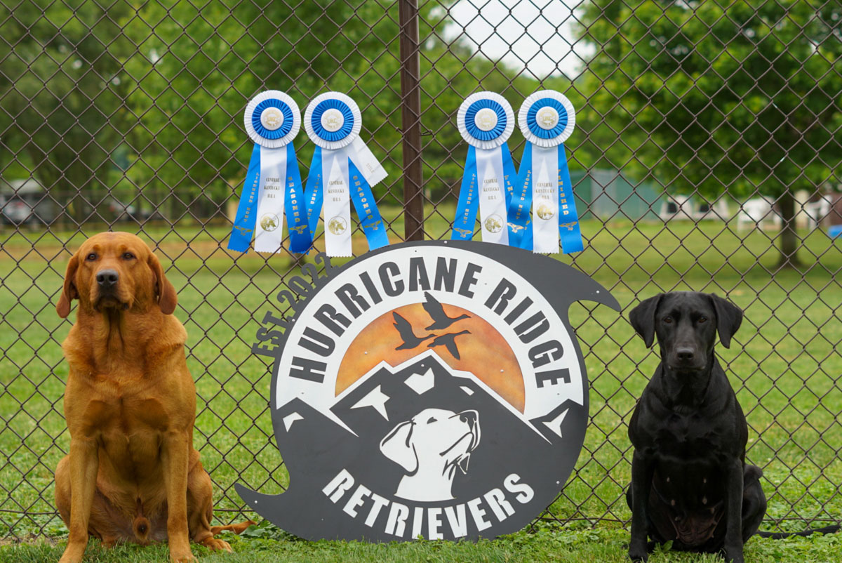 hrretrievers.com-services-competitive_gundog